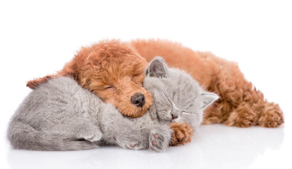 sleep and diabetes cat and dog